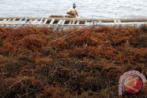 HARGA RUMPUT LAUT TURUN