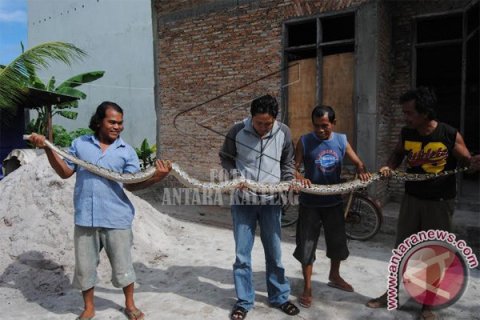 Warga Kotim Tangkap Ular Piton