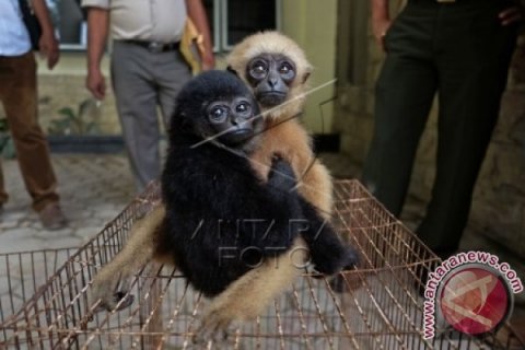 Sarudung dan Siamang