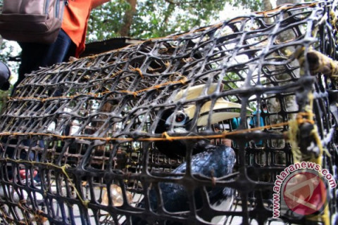 Balai PPHLHK Amankan Dua Burung Langka
