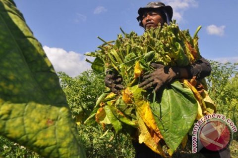 Petani Tembakau Cemaskan Wacana Kenaikan Harga Rokok