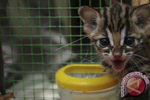 Gagalkan Penjualan Satwa Langka