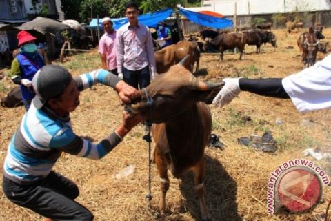 PEMERIKSAAN KESEHATAN HEWAN KURBAN