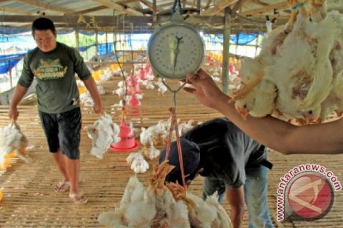HARGA AYAM POTONG NAIK