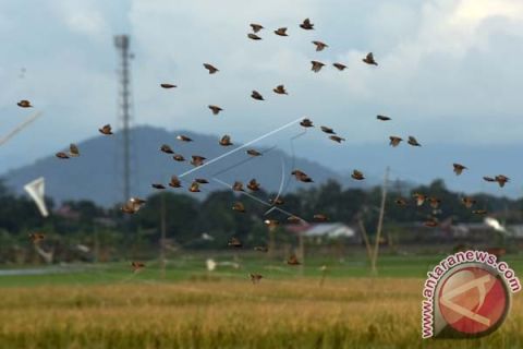 HAMA BURUNG