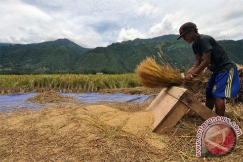 Panen Padi di Kabupaten Sigi