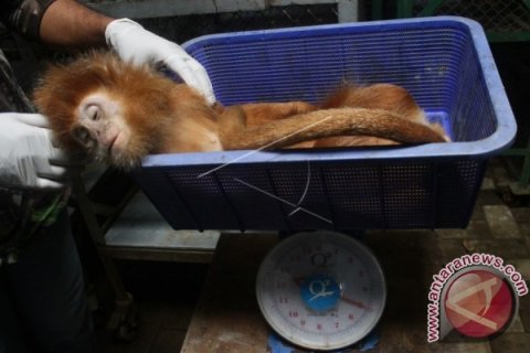 Pemeriksaan Kesehatan Lutung Jawa