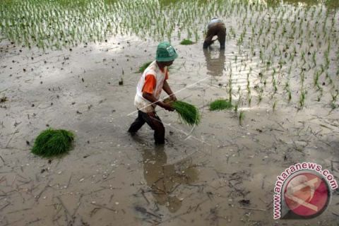 MUSIM TANAM PADI KEDUA