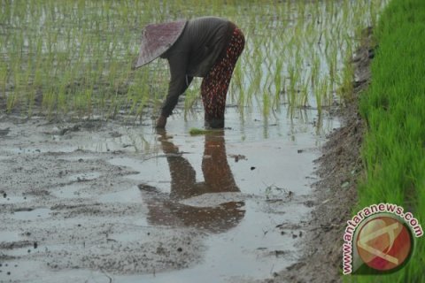 Target Sawah Lebak Palembang