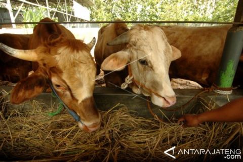 PERMINTAAN SAPI JELANG IDULADHA
