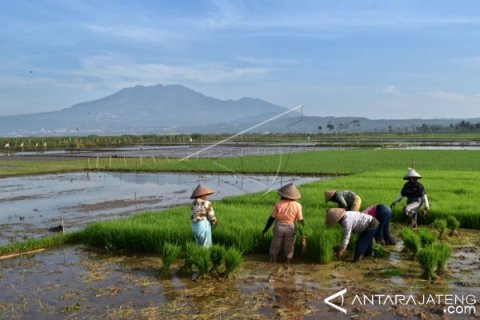 PEMBAGIAN BENIH UNGGUL GRATIS