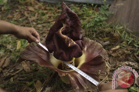 Penemuan Bunga Bangkai
