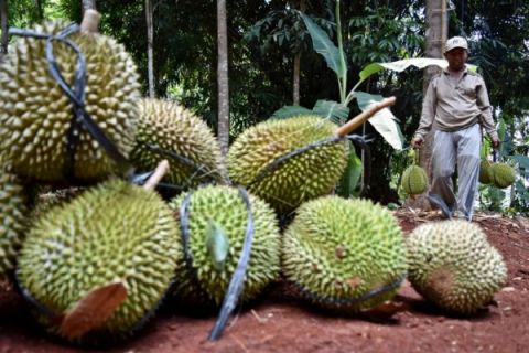 PENGEMBANGAN BUAH LOKAL