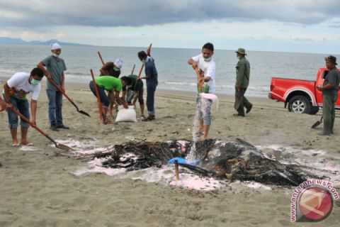 Kuburan Paus Meletus