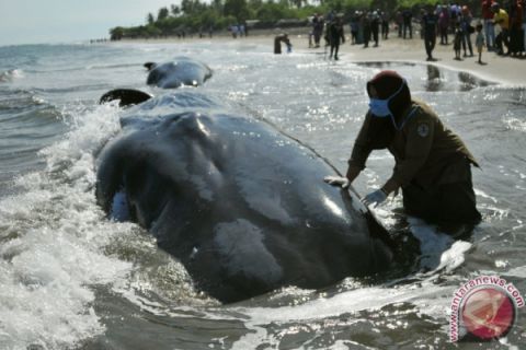 Bangkai Paus Di Aceh Besar