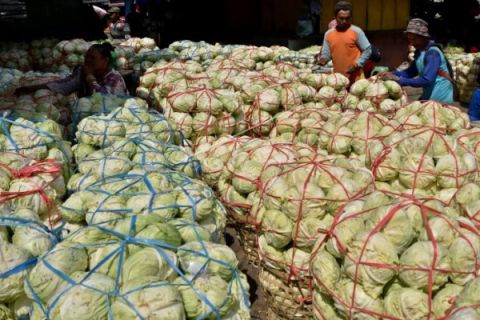 HARGA KUBIS NAIK