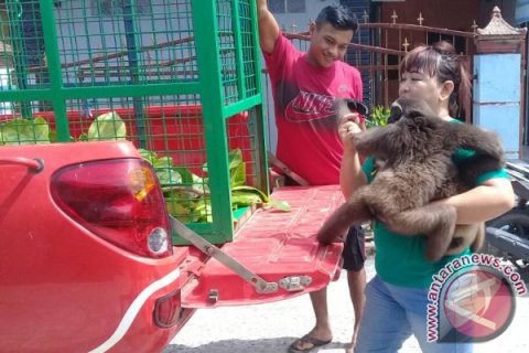 Warga Serahkan Owa-owa