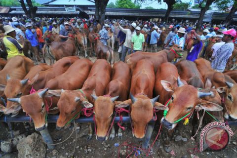 Harga Sapi Madula Naik