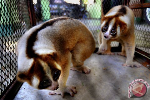 Penyelamatan Kukang Jawa