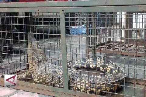 Polisi dan BKSDA Amankan 3 Ekor Satwa Lindung