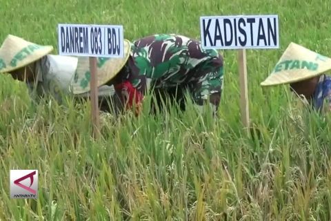 TNI-Polri Kawal Swasembada Pangan Bangsa