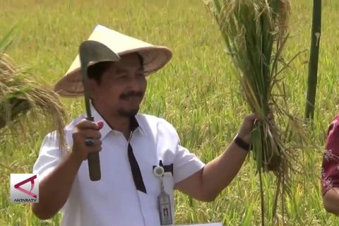 Temanggung Penyangga Kebutuhan Beras Nasional