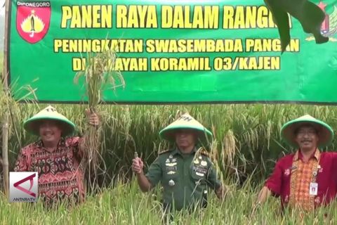 Pemerintah Optimistis Target 92 Juta Ton Padi Tercapai