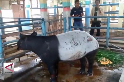 Seekor Tapir Ditangkap Di Lahan Pekuburan