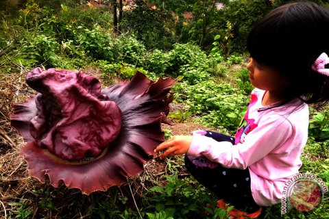 Bunga Bangkai Jenis Gigas