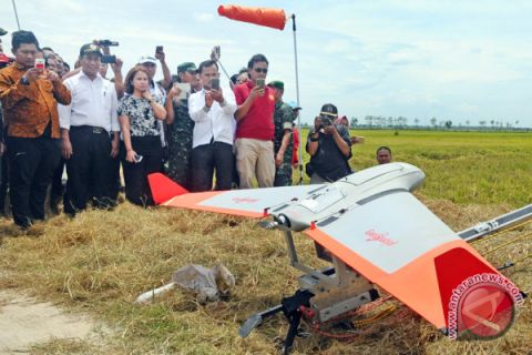 Mentan Tinjau Panen Raya Padi
