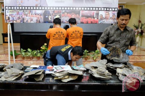 Penyelundupan Sisik Penyu