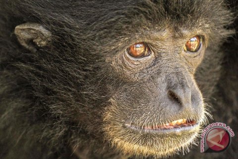 Siamang Di Penangkaran Warga