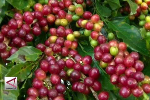 Perhutani dukung pengembangan kopi hutan