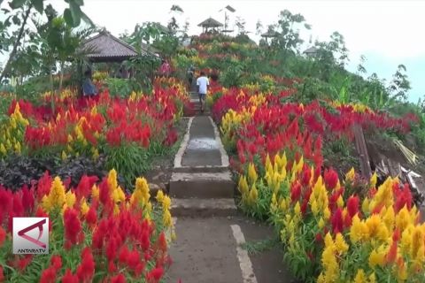 Pesona taman bunga Sri Gunung Batang