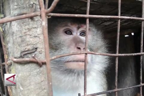Warga Cilegon serahkan monyet ekor panjang