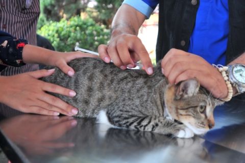 Pelayanan Kesehatan Hewan