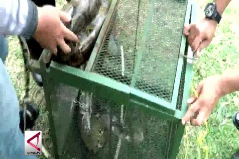 Warga serahkan ular sanca ke BKSDA Serang