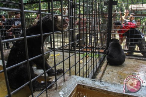 Beruang madu serahan warga
