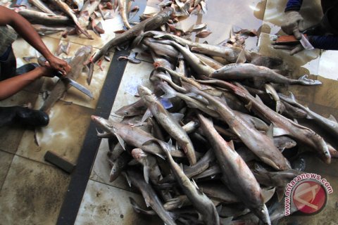 Permintaan sirip hiu masih tinggi