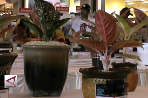 Budidaya Aglaonema untuk kebutuhan dalam negeri