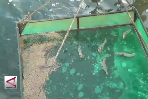 Petambak Udang Vaname Pekalongan capai pasar ekspor