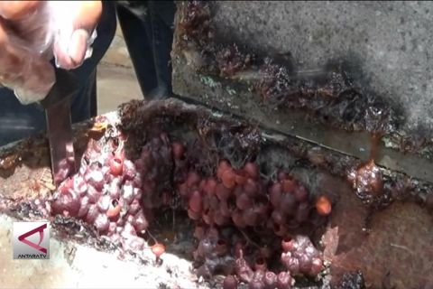 Madu lanceng hantarkan warga desa lebih sejahtera