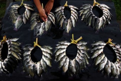 Ikan Air Tawar