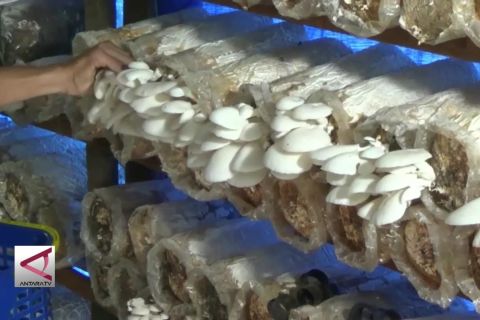 Budidaya jamur tiram yang menjanjikan