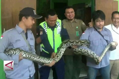Pekerja pabrik serahkan ular sanca sepanjang 3 meter