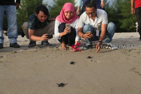 WISATA KONSERVASI PENYU