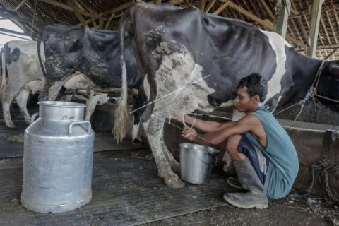 Produksi susu sapi
