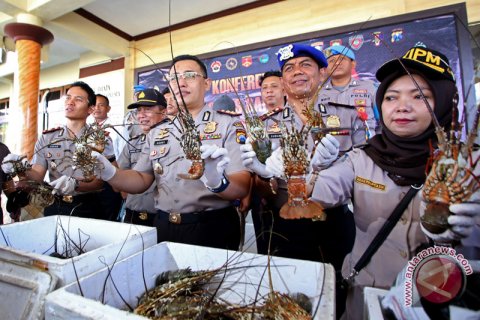 Gagalkan penyelundupan lobster