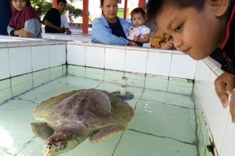 WISATA PUSAT PENANGKARAN PENYU