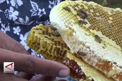 Beli madu dengan langsung memanen sendiri